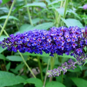 Arbre aux papillons - Buddleia Empire Blue
