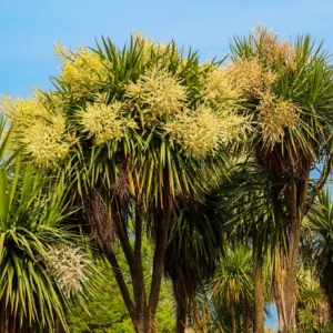 Faux-Dragonnier - Cordyline australis