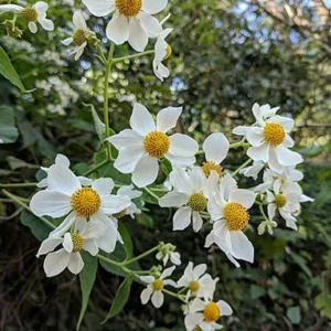 Arbre aux marguerites - Montanoa bipinnatifida