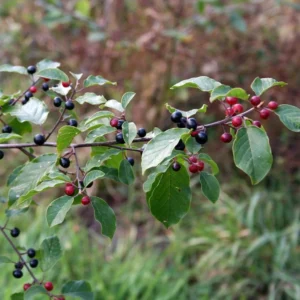 Bourdaine - Rhamnus frangula