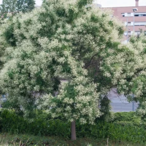 Arbre des pagodes - Sophora japonica