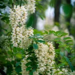 Arbre des pagodes - Sophora japonica
