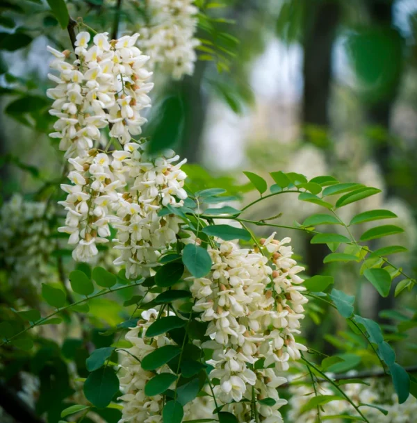 Arbre des pagodes - Sophora japonica