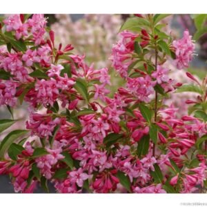 Weigéla à fleurs rose - Weigelia Stelzneri