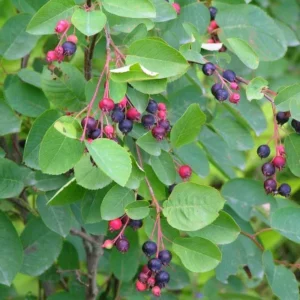 Amelanchier Ovalis - Amelanchier Rotundifolia