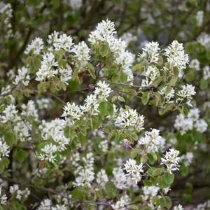 Amelanchier Ovalis - Amelanchier Rotundifolia