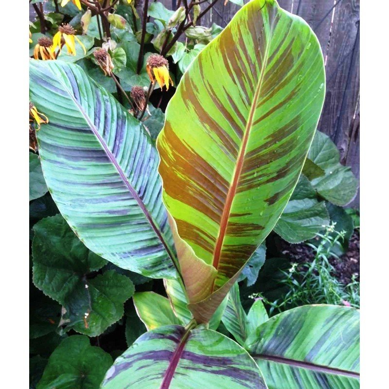 Bananier Du Sikkim Musa Sikkimensis Red Tiger