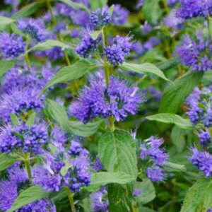 Barbe bleu heavenly blue - Caryopteris clandonensis