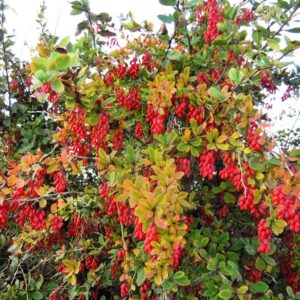 Epine vinette - Berberis vulgaris