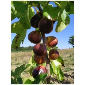 Figuier Rouge de Juillet – Ficus carica
