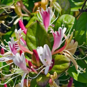 Chèvrefeuille du Japon - Lonicera japonica chinensis