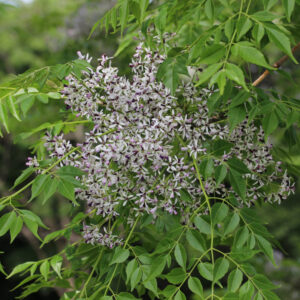Lilas de Perse - Margousier -Melia azedarach