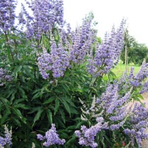 Poivre des moines - Gattilier - Vitex agnus castus