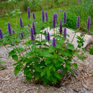 Agastache fenouil – Hysope anisée - Agastache foeniculum