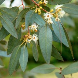 Eucalyptus de Gunn - Eucalyptus gunnii