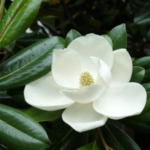 Magnolia d'été -Magnolia grandiflora Victoria