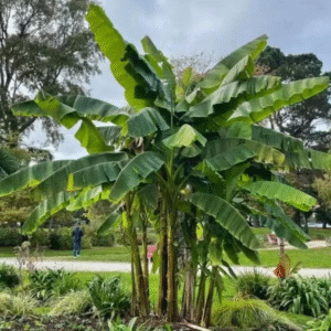 Bananier du Japon rustique - Musa basjoo