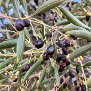 Olivier sauvage - Olea europea sylvestris