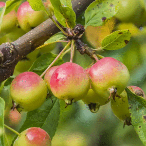 Pommier du Kazakhstan - Malus Sieversii