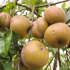 Pommier Patte de Loup - Malus domestica