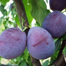 Prunier d'Ente (Agen) - Prunus domestica