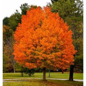 Erable à sucre - Acer saccharum