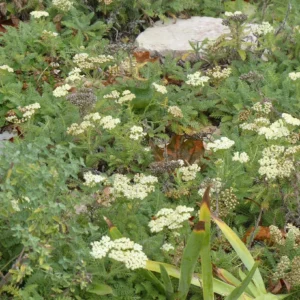 Achillée couvre-sol - Achillea crithmifolia