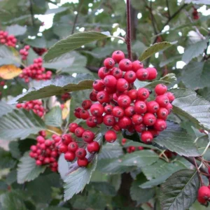 Alisier blanc - Sorbus aria