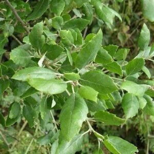 Chêne liège - Quercus suber