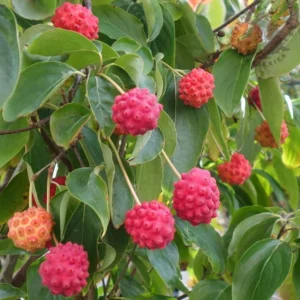 Cornouiller de Chine - Cornus kousa chinensis