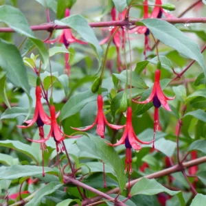 Fuchsia royal comestible -Fuchsia regia reitzii
