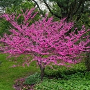 Gainier du Canada - Cercis canadensis