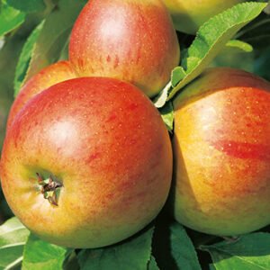 Pommier Reine des Reinettes - Malus domestica