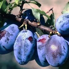 Prunier Quetsche d'Alsace - Prunus domestica