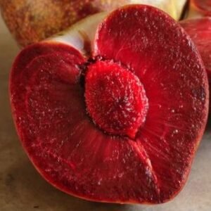 Prunier Coeur d'éléphant (Elephant heart) - Prunus domestica