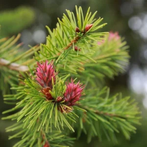Douglas - Pseudotsuga menziesii