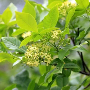 Orme de Samarie - Ptelea trifoliata