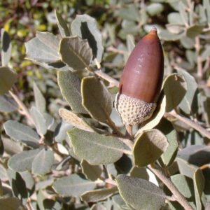 Chêne Vert à gland doux - Quercus ilex ballota / rotundifolium