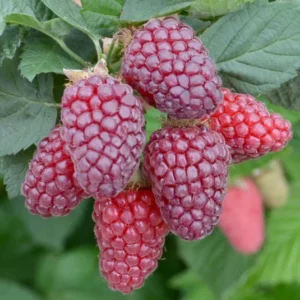 Mûroise - Mûre-framboise - Rubus fruticosus Tayberry