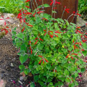 Sauge ananas – Salvia elegans