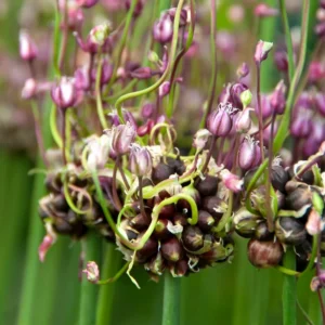 Ail Rocambole perpétuel - Allium scorodoprasum