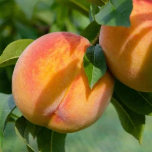 Pécher Golden Ceasar