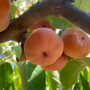 Plaqueminier de Virginie - Diospyros virginiana
