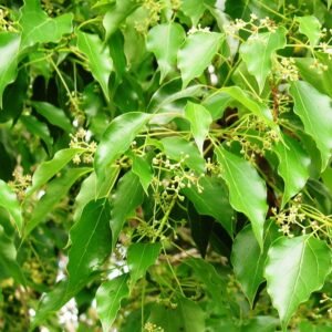 Camphrier - Cinnamomum camphora