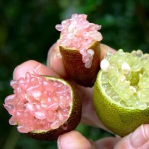 Citron caviar - microcitrus australasica