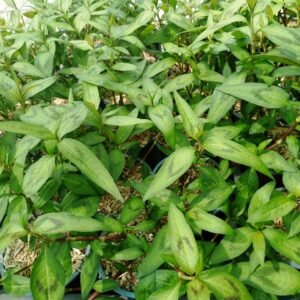 Coriandre vietnamienne - Rau Ram - Persicaria odorata