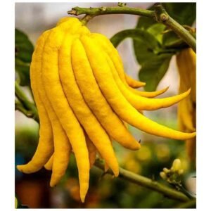 Main de Bouddha - Citrus medica digitata