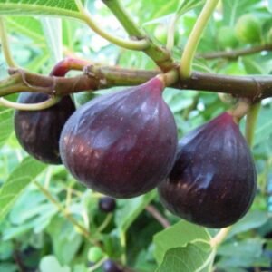 Figuier ronde de Bordeaux - Ficus carica