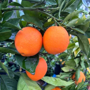 Oranger précoce Fukumoto - Citrus sinensis