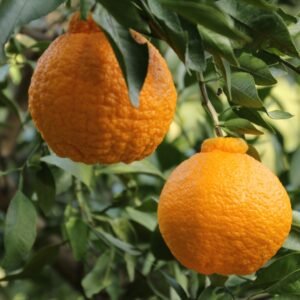 Citrus x tangor Shiranui - Dekopon - Subarashi